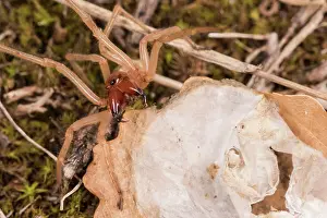 Araneae: Close up of an adult female of yellow sac spider