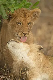 Narok: Close up of an African lion cub licking another
