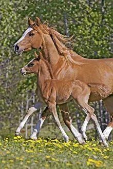 Galloping: Close up of beautiful chestnut Arabian Mare with