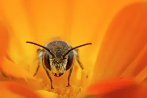 Andrena: Close up of a Bee