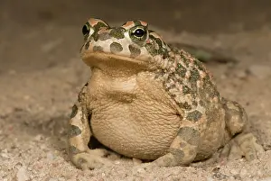 Lurch: Close up of a big European Green Toad