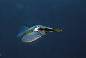 Lessoniana: Close up of bigfin reef squid, or sepioteuthis