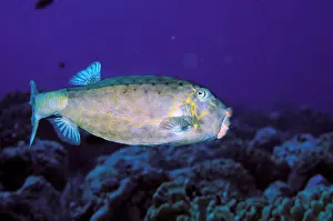 Boxfish: Close up of boxfish, or ostracion immaculatus