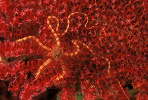 Brittlestar: Close up of brittle star on coral