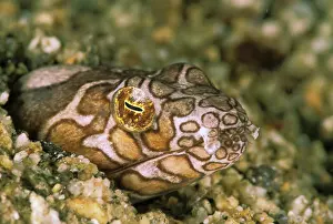 Burrowing: Close up of brown saddled snake eel, or