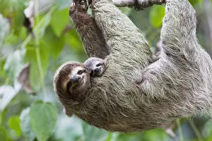 Canopy: Close up of a Brown-throated Sloth and her baby