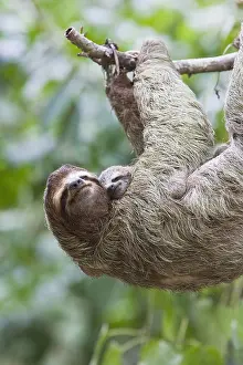 Canopy: Close up of a Brown-throated Sloth and her baby