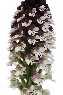 Close Up: Close up of Burnt-tip orchid (Neotinea ustulata) on the white background, Piedmont, Italy