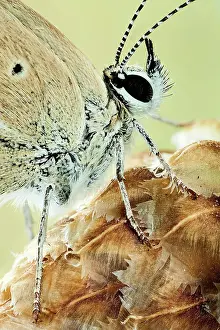 Unique: A close up of a butterfly of the genus Agrodiaet