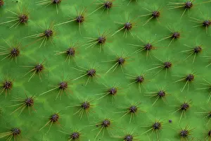 Cactus: Close up of a cactus, South Plaza Island, Galapagos