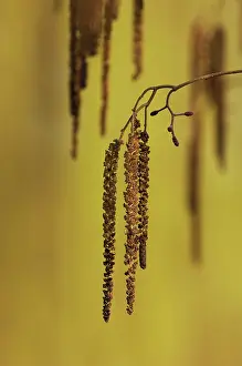 Catkin: Alder