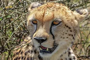 Cheetah: Close up at a Cheetah (Acinonyx jubatus) head in