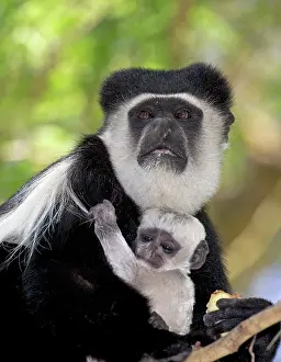 Colobus: Close up of Colobus monkey with baby sitting in Acacia tree