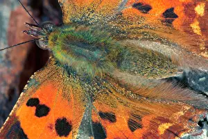 Wassenaar: Comma