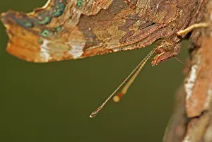 Album: Comma