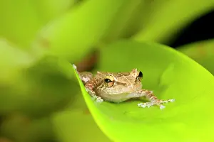 Pryor: Close up of Common Coqui (Eleutherodactylus