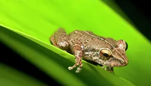 Pryor: Close up of Common Coqui (Eleutherodactylus