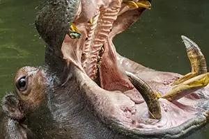 Yawn: Close up of common hippopotamus (Hippopotamus amphibius)