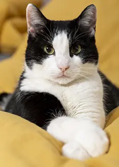 Resolution: close up cute cat indoors. High resolution photo
