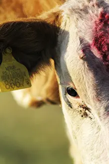 Sense: Close up of a dairy cow