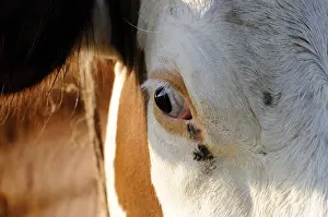 Chestnuts: Close up of a dairy cow