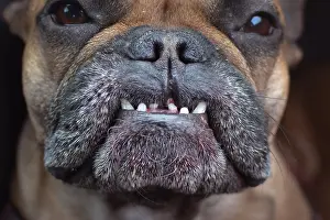 Build: Close up of dental condition with overbite and missing