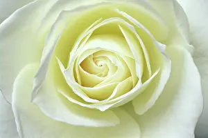 Scan: Close up details of white rose