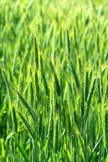 Grain: Close up of an ear of barley (hordeum vulgare) i