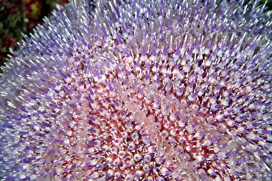 Echinoidea: Close up of an Edible Sea Urchin