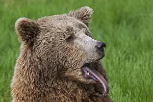 Arctos: Close up of Eurasian brown bear (Ursus arctos ar