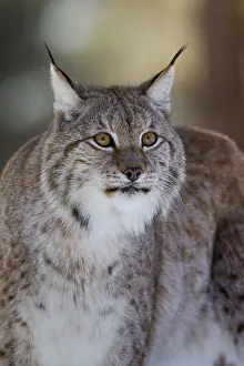 Tomcat: Close up of Eurasian lynx (Lynx lynx) in the snow