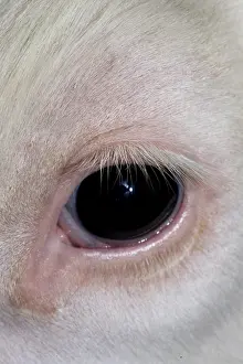 Prim: Close up of an eye of Holstein veal France