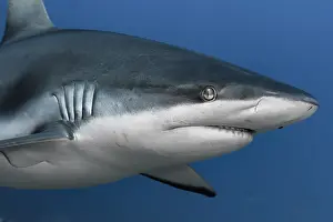 Carcharhinus: Close face view Grey shark (Carcharhinus amblyrhynchos)