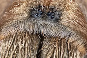 Blond: Close Up of the Face of a or the Western Desert