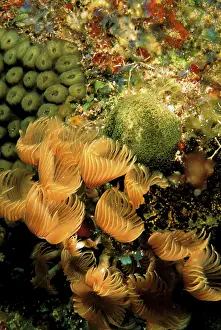 Worms: Close up of feather duster worms