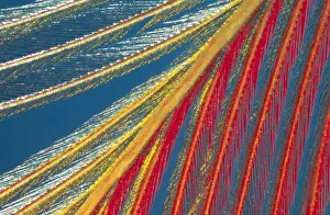 Microscopic: Close up of feather showing barbules and barbic
