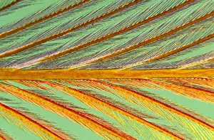 Barb: Close up of feather showing barbules branching
