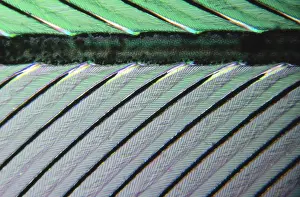 Barb: Close up of feather showing interlocking barbul