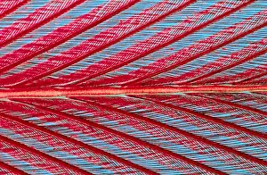 Barb: Close up of feather showing interlocking barbul