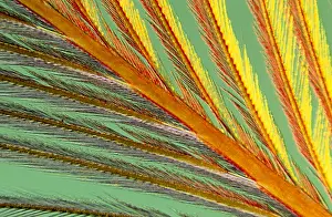 Barb: Close up of feather showing interlocking barbul
