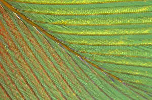 Close up of feather showing interlocking barbul
