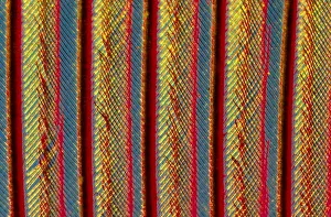 Barb: Close up of feather showing interlocking barbul