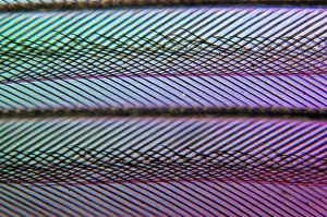Microscopic: Close up of feather showing interlocking barbul