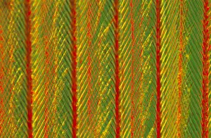 Barb: Close up of feather showing interlocking barbul