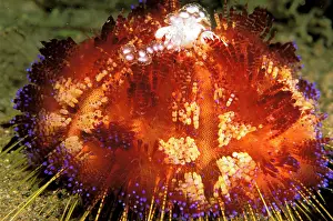 Quill: Close up of fire urchin