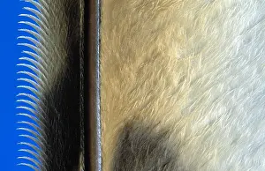 Barb: Close up of flight feather showing the shaft wi