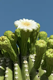 Saguaros: Close up of flower of Saguaro cactus
