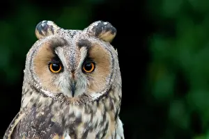 Northumberland: Close up frontal portrait of adult Long Eared Owl