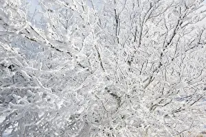Winterlandscape: Close up of frozen branches