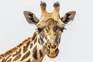 Giraffe: Close up at a Giraffe looking in to the camera in
